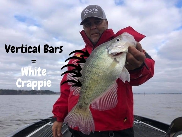 an angler on a boat holding a white crappie slab with its dark vertical bars along its sides