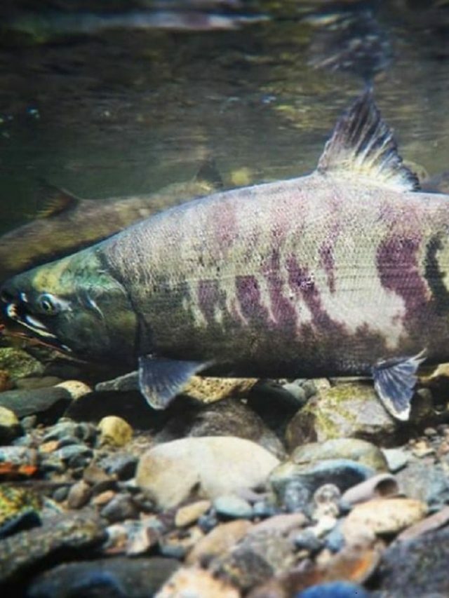 Why Do Salmon Migrate Upriver?