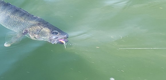 a walleye with a crankbait in its mouth