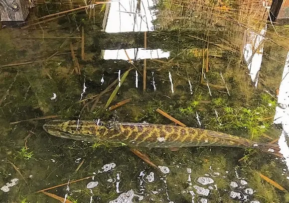 an image of a northern pike in very shallow water
