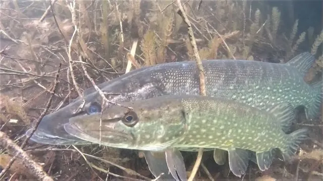 an underwater image of a female and male pike spawning