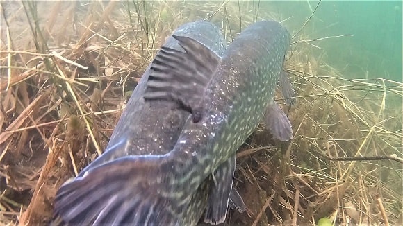 an underwater image of two spawning pike in a weedy bay