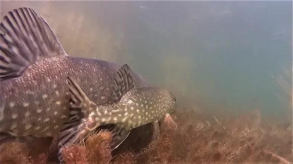 an underwater image of a big female and a small male pike spawning