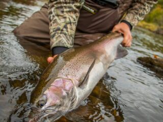 a big steelhead being released back into a Columbia River tributary in Washington