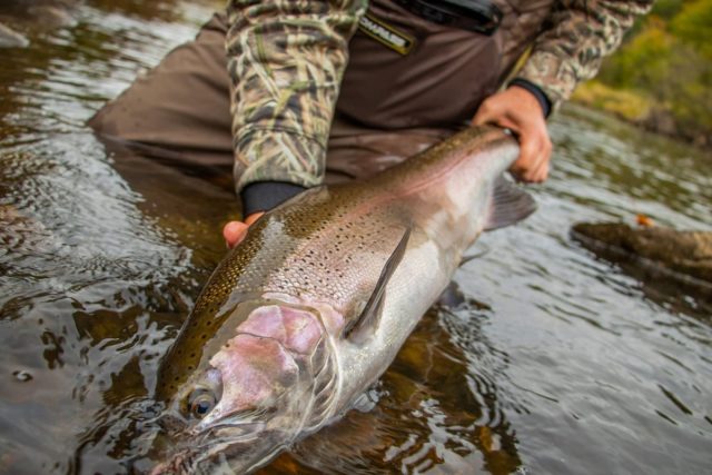 a big steelhead being released back into a Columbia River tributary in Washington