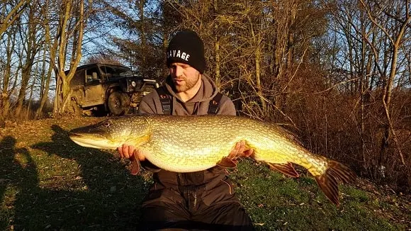 an angler holding a fat and heavy pre-spawn pike 