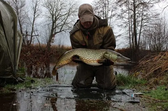 an river angling with a big spring pike