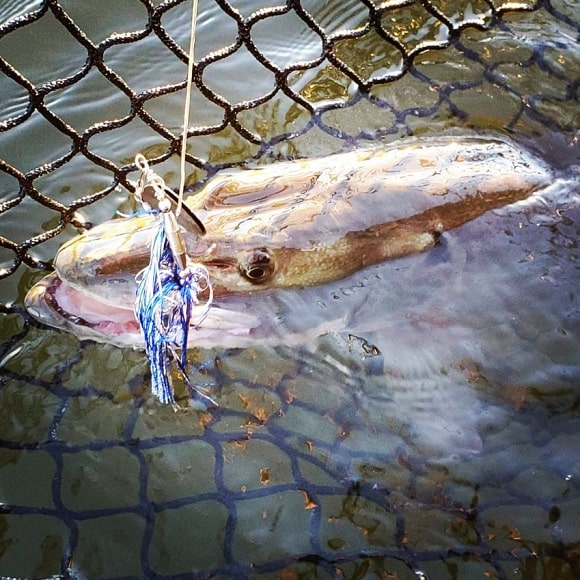 an image of a musky caught on a bucktail in a landing net