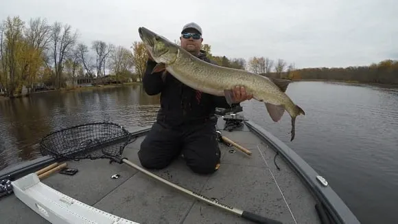 a fisher on his boat holding a long muskie that has eaten a duckling