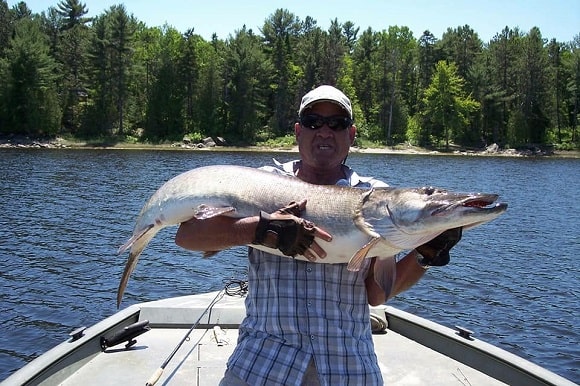 a US angler on a lake with a really big musky