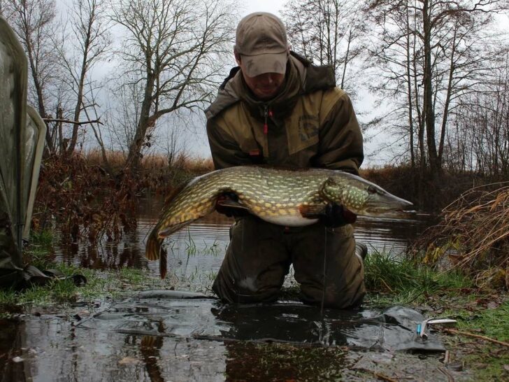 What Do Pike Eat? (Preferred Prey and Baits)