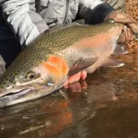 a trout angler on an alaskan river releasing a nice steelhead
