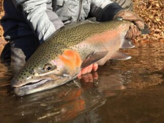 a trout angler on an alaskan river releasing a nice steelhead