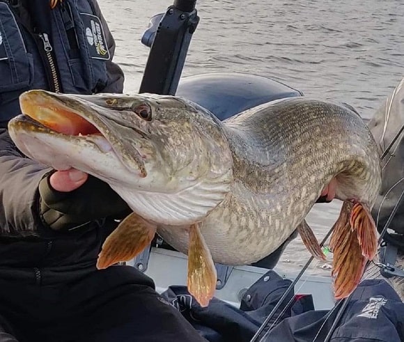 an angler on his boat holding a massive river pike