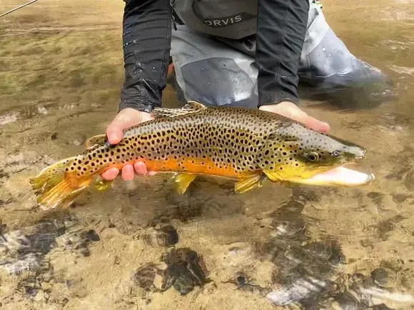 a beautiful brown trout being released back into a river