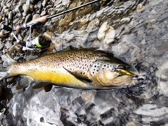 an image of a brown trout with a crankbait in its mouth