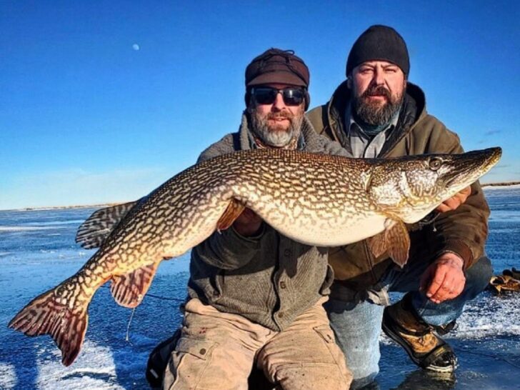 How Big Do Pike Get? (With Average and Maximum Sizes)