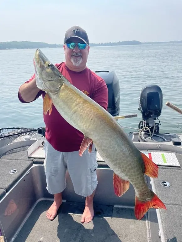 an angler on his boat holding a very large muskie