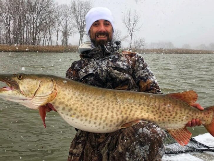 How Big Do Muskie Get? (With Average and Maximum Sizes)