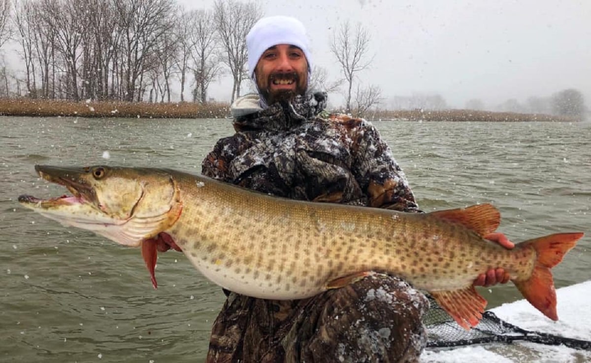 a predator angler in the US with a giant musky