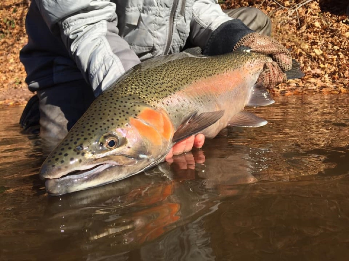 a trout angler releasing a big steelhead back into a river