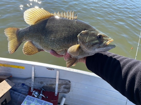 an angler on a boat holding a big smallmouth bass