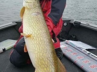 a predator angler on his boat holding a huge northern pike caught on an overcast day