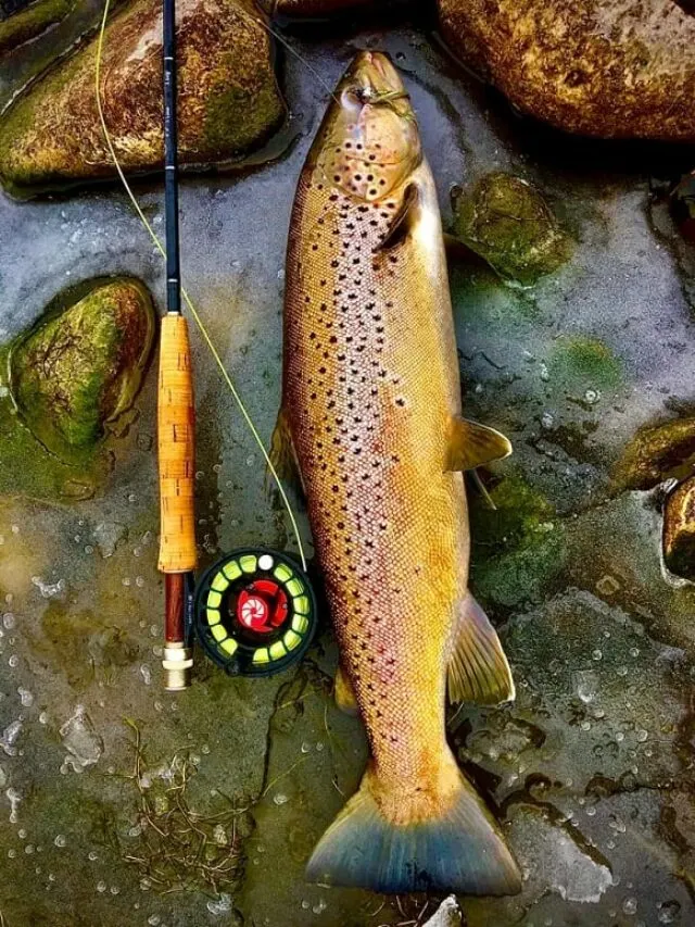 a big brown trout next to a fly rod