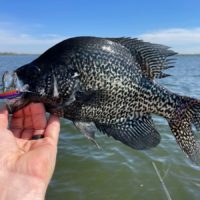 an angler holding up a nice black crappie caught in Texas