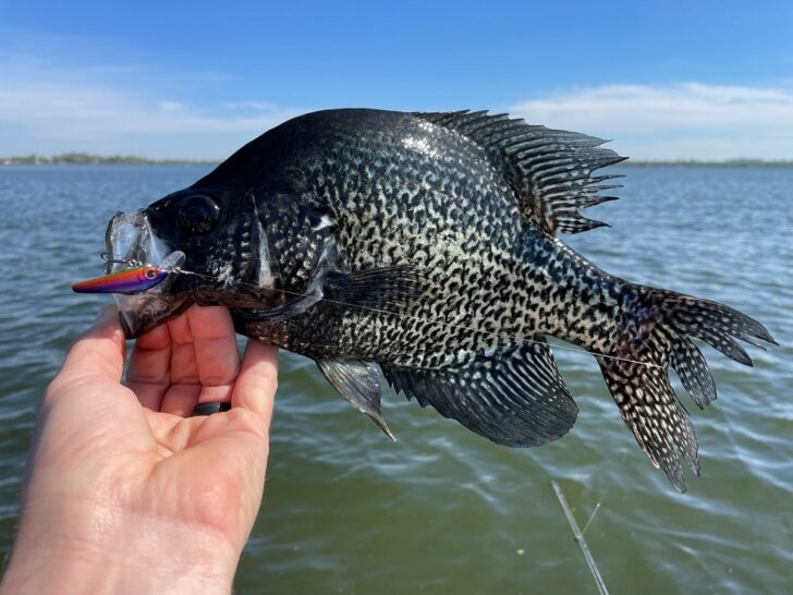 A Complete Guide to Crappie Fishing in Texas