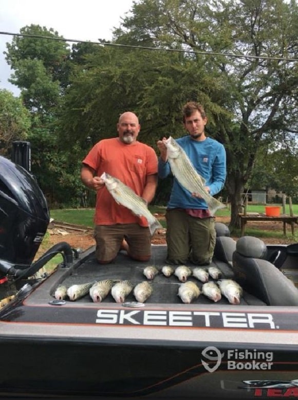 two anglers with a bunch of pre-spawn striped bass from Lake Texoma
