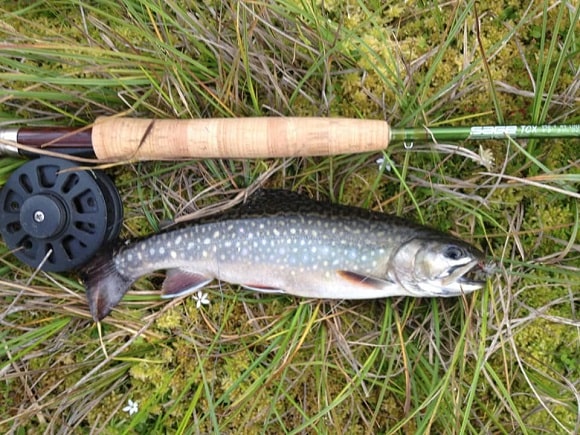 a big brook trout lying in the grass next to a fishing rod