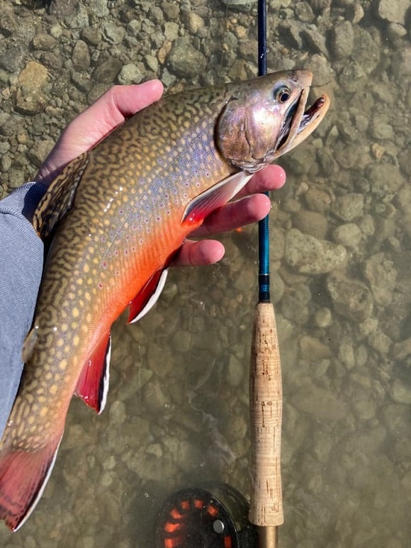 a fly fisherman holding a beautiful brook trout