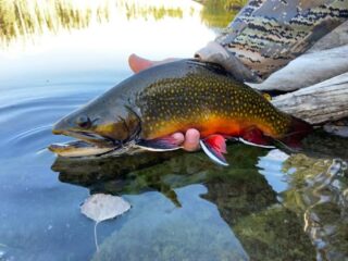 a post spawn brook trout with beautiful colors is being released back to the river