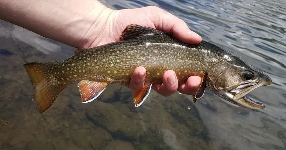 an angler releasing a lake-run brook trout back into the water