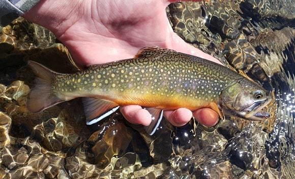 a small brook trout being released back into a small stream