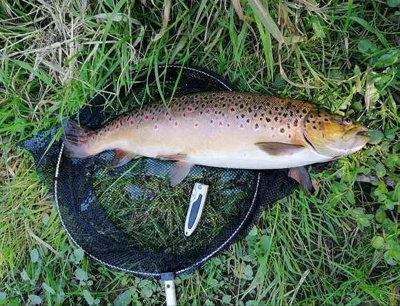 a big lake run brown trout lying on a landing net
