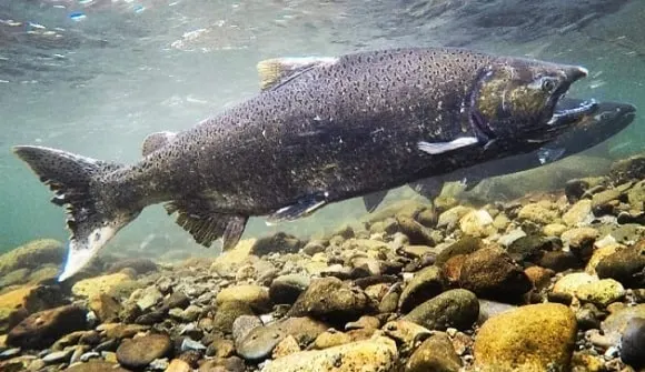 an underwater image of two migrating adult salmon in a river