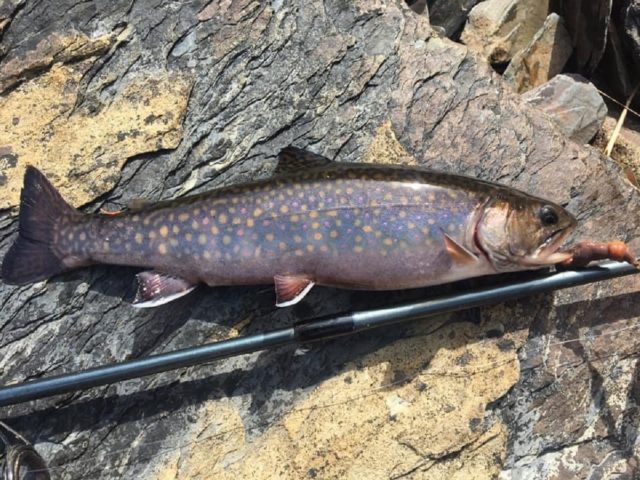 a big brook trout caught on a worm