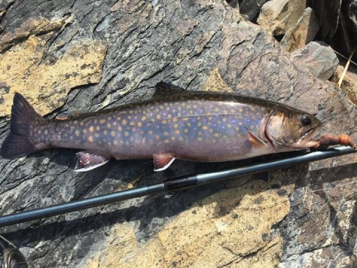 What Do Brook Trout Eat? (Favorite Prey and Baits)