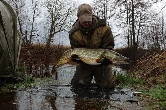 a specimen angler from Sweden holding a big river pike