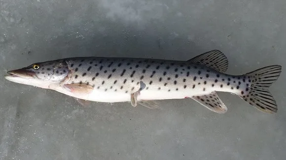 an image of the Chinese Amur pike