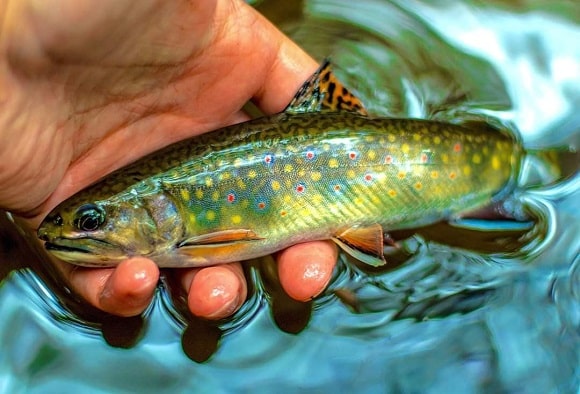 a juvenile brook trout being released into a stream