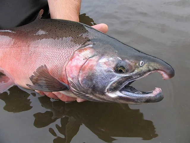 an image of a big coho salmon being released back into the Cowlitz River in Washington