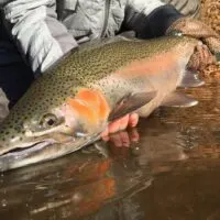 a big winter steelhead being released on the cowlitz river