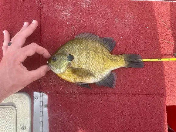 a panfish angler measuring a bluegill