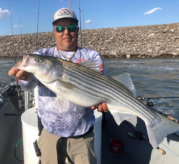a fisherman on a river holding an average sized striped bass