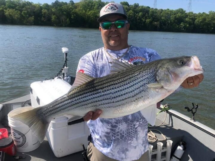 How Big Do Striped Bass Get? (Average and Maximum Sizes)
