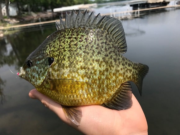 a fisher on a lake holding a smaller bluegill
