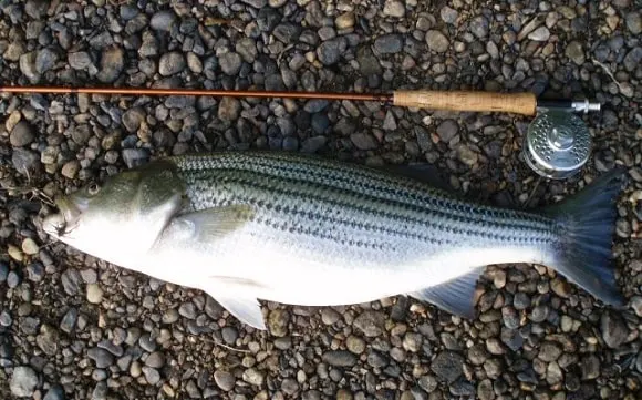 a small fly caught striped bass